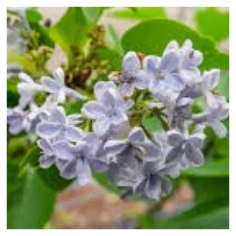 Syringa vulgaris Profesor Hoser Lilak- Lilak