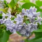 Syringa vulgaris Profesor Hoser Lilak- Lilak