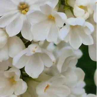 Syringa vulgaris  Rochester Lilak- Rośliny od Ogrodnika Szkółka Barcikowscy