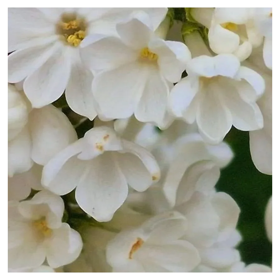 Syringa vulgaris  Rochester Lilak- Rośliny od Ogrodnika Szkółka Barcikowscy