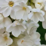 Syringa vulgaris  Rochester Lilak- Rośliny od Ogrodnika Szkółka Barcikowscy