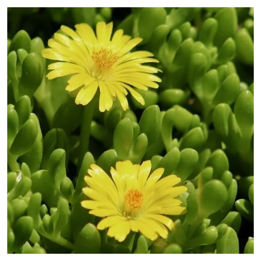 Delosperma congestum Golden Nugget Słonecznica- Rośliny Od Ogrodnika Szkółka Barcikowscy