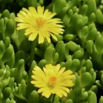 Delosperma congestum Golden Nugget Słonecznica- Rośliny Od Ogrodnika Szkółka Barcikowscy