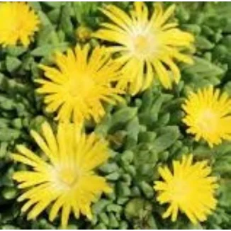 Delosperma congestum Golden Nugget Słonecznica- Rośliny Od Ogrodnika Szkółka Barcikowscy