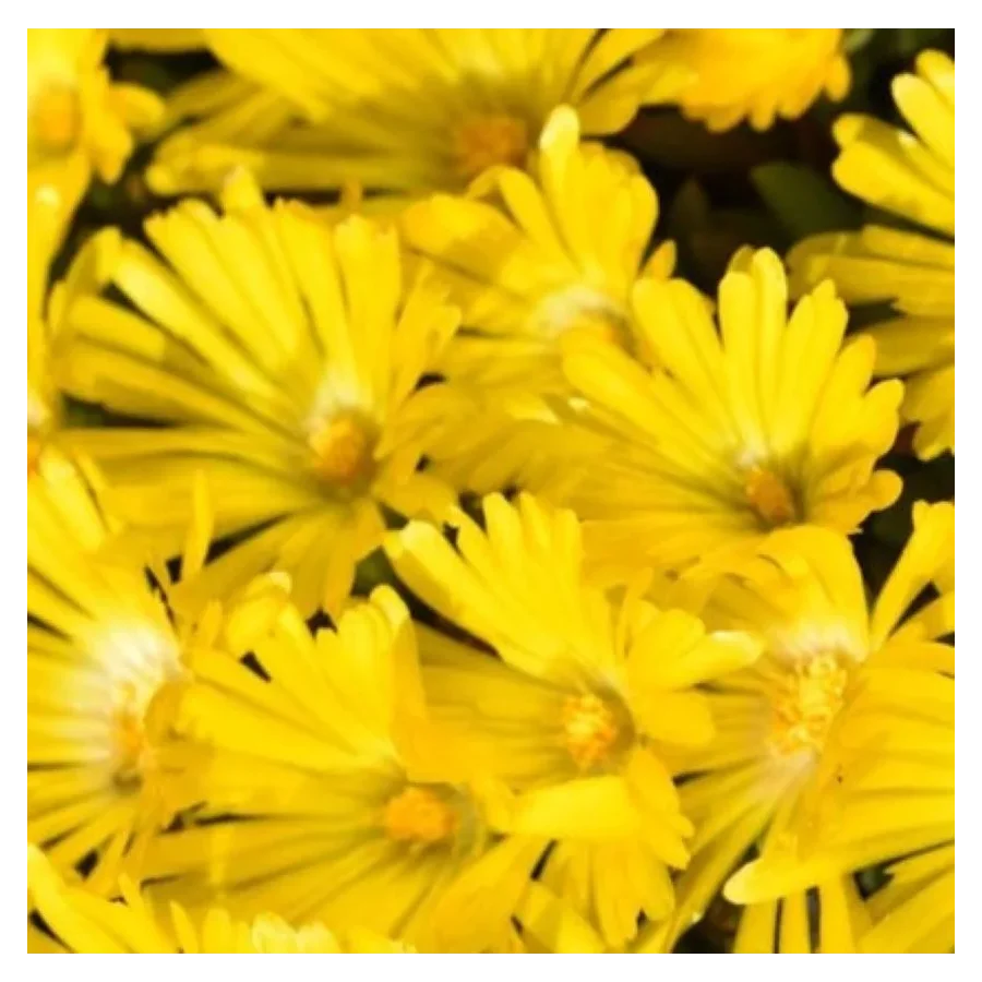 Delosperma congestum Golden Nugget Słonecznica- Rośliny Od Ogrodnika Szkółka Barcikowscy