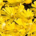 Delosperma congestum Golden Nugget Słonecznica- Rośliny Od Ogrodnika Szkółka Barcikowscy