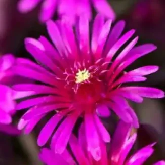 Delosperma cooperi Desert Dancer Purple Słonecznica- Rośliny od Ogrodnika Szkółka Barcikowscy