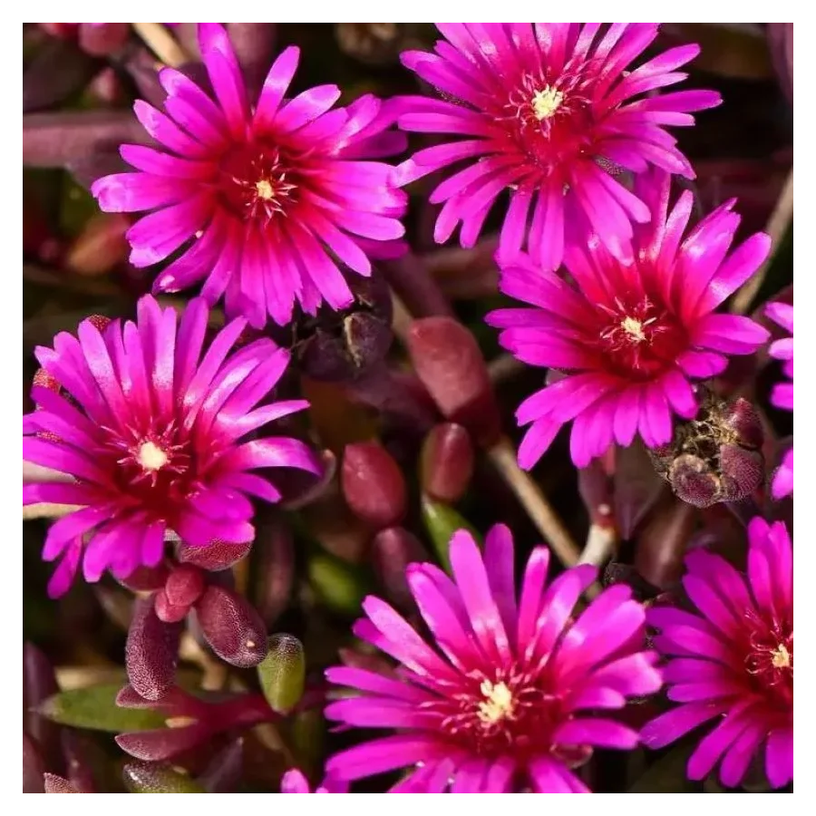 Delosperma cooperi Desert Dancer Purple Słonecznica- Rośliny od Ogrodnika Szkółka Barcikowscy