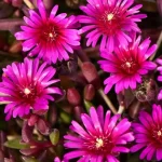 Delosperma cooperi Desert Dancer Purple Słonecznica- Rośliny od Ogrodnika Szkółka Barcikowscy