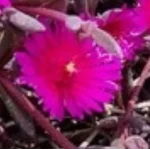 Delosperma cooperi Desert Dancer Purple Słonecznica- Rośliny od Ogrodnika Szkółka Barcikowscy