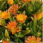 Delosperma cooperi Solstice Orange Słonecznica-Rośliny od Ogrodnika Szkółka Barcikowscy