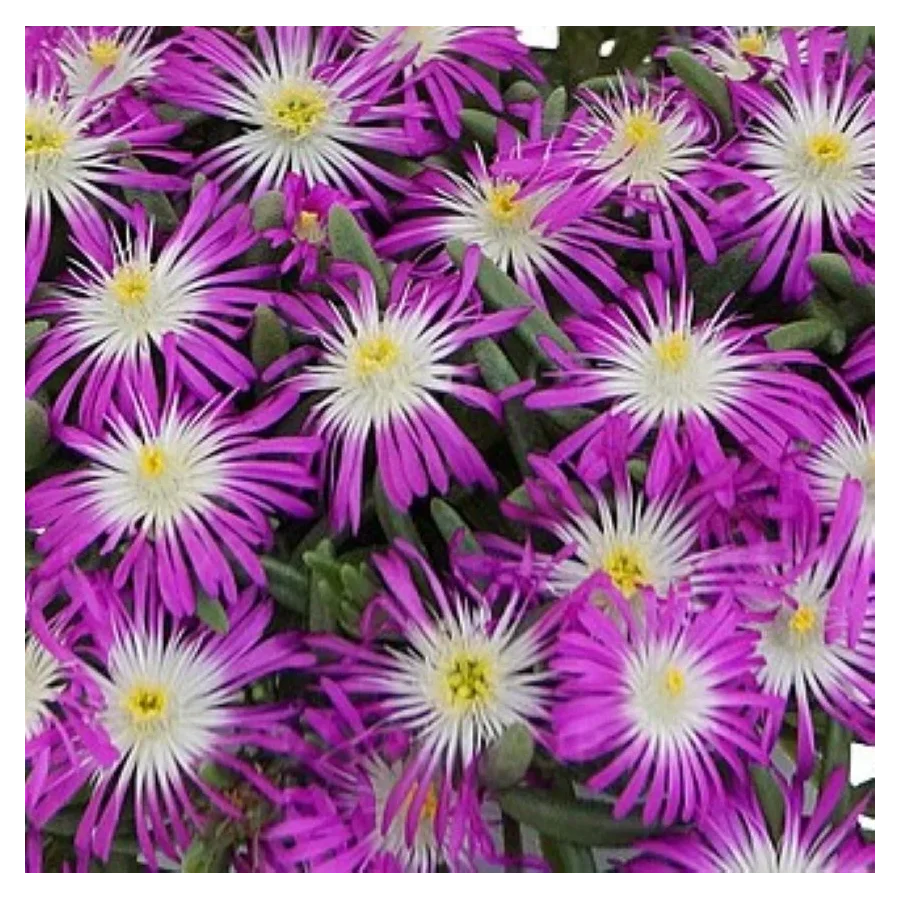 Delosperma cooperi Solstice Violet Słonecznica- Rośliny od Ogrodnika Szkółka Barcikowscy