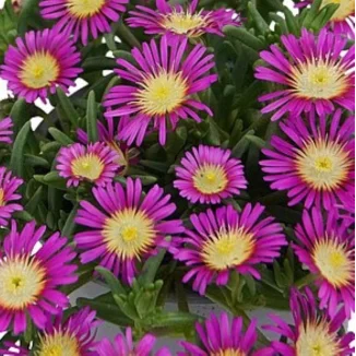Delosperma cooperi Solstice Magenta Słonecznica- Rośliny od Ogrodnika Szkółka Barcikowscy