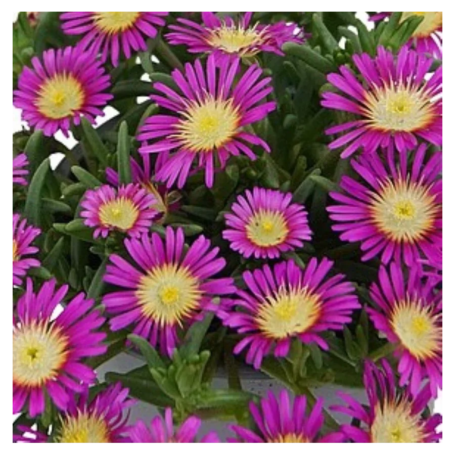Delosperma cooperi Solstice Magenta Słonecznica- Rośliny od Ogrodnika Szkółka Barcikowscy
