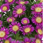 Delosperma cooperi Solstice Magenta Słonecznica- Rośliny od Ogrodnika Szkółka Barcikowscy