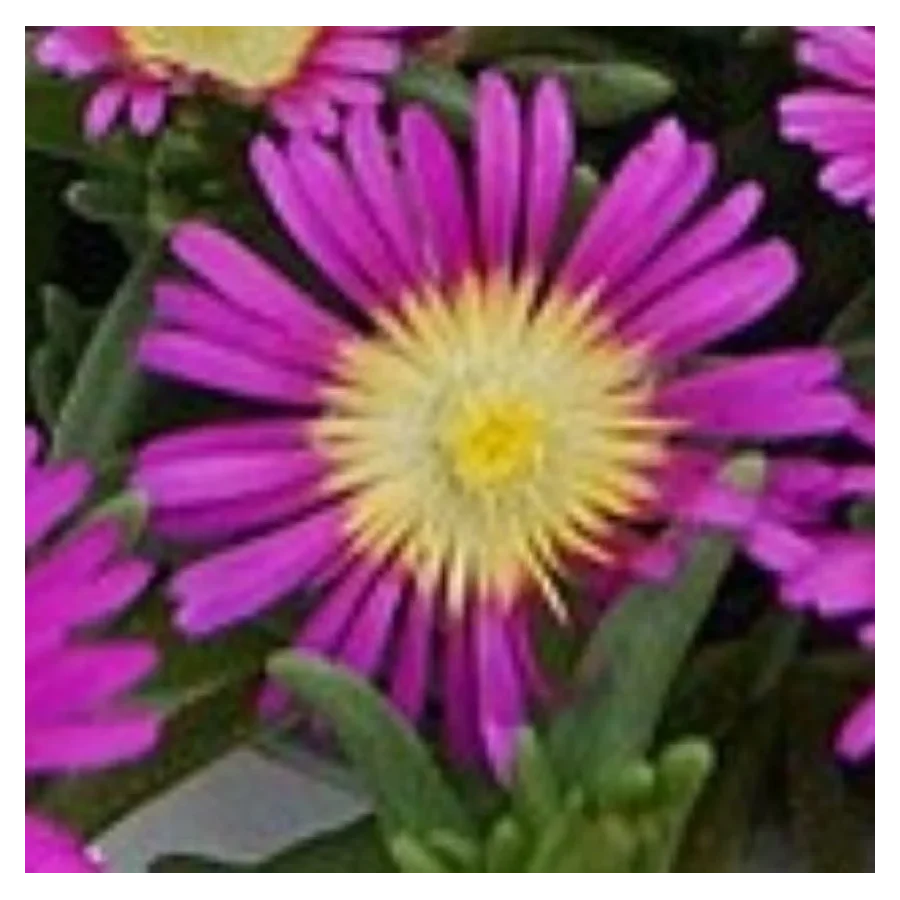 Delosperma cooperi Solstice Magenta Słonecznica- Rośliny od Ogrodnika Szkółka Barcikowscy