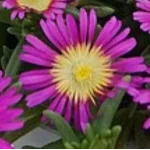 Delosperma cooperi Solstice Magenta Słonecznica- Rośliny od Ogrodnika Szkółka Barcikowscy