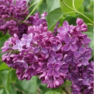 Syringa vulgaris Znamya Lenina Lilak- Rośliny od Ogrodnika Szkółka Barcikowscy