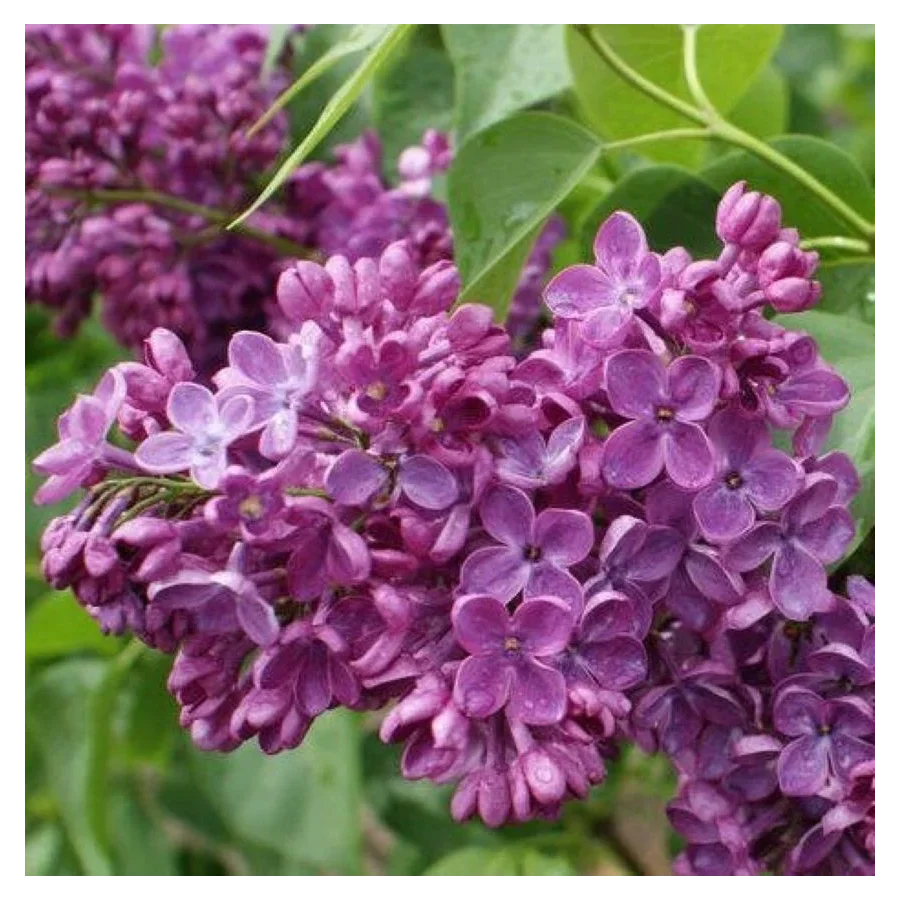 Syringa vulgaris Znamya Lenina Lilak- Rośliny od Ogrodnika Szkółka Barcikowscy