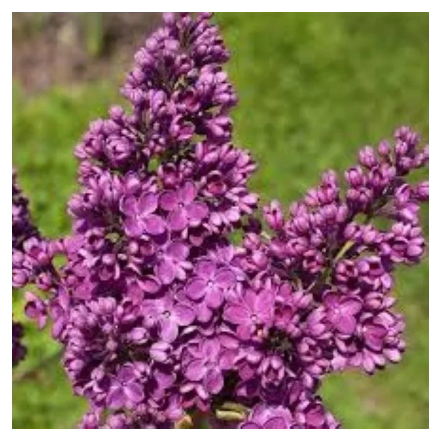 Syringa vulgaris Znamya Lenina Lilak- Rośliny od Ogrodnika Szkółka Barcikowscy