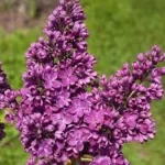 Syringa vulgaris Znamya Lenina Lilak- Rośliny od Ogrodnika Szkółka Barcikowscy