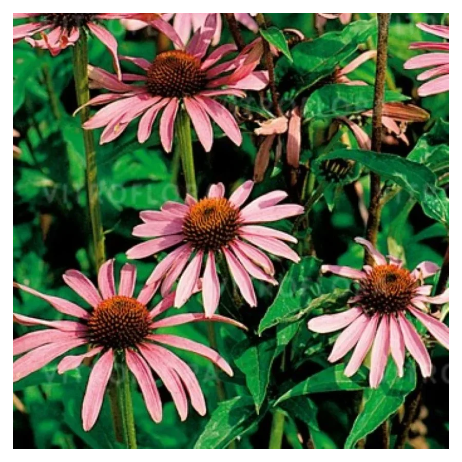 Echinacea Purpurea Rudbeckia Jeżówka Jeżówka-Rośliny od Ogrodnika Szkółka Barcikowscy