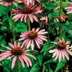 Echinacea Purpurea Rudbeckia Jeżówka Jeżówka-Rośliny od Ogrodnika Szkółka Barcikowscy
