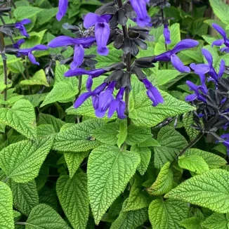 Salvia guarantica Black and Blue Szałwia