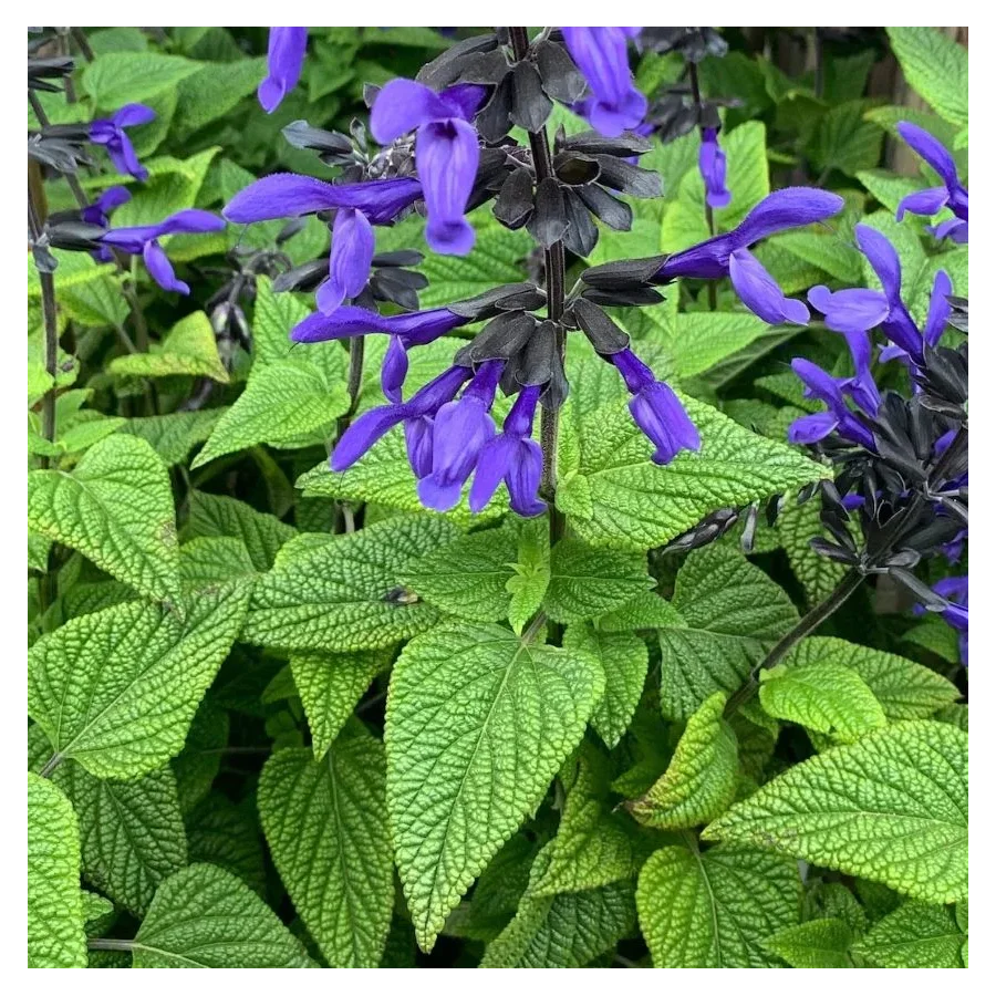Salvia guarantica Black and Blue Szałwia