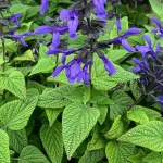 Salvia guarantica Black and Blue Szałwia