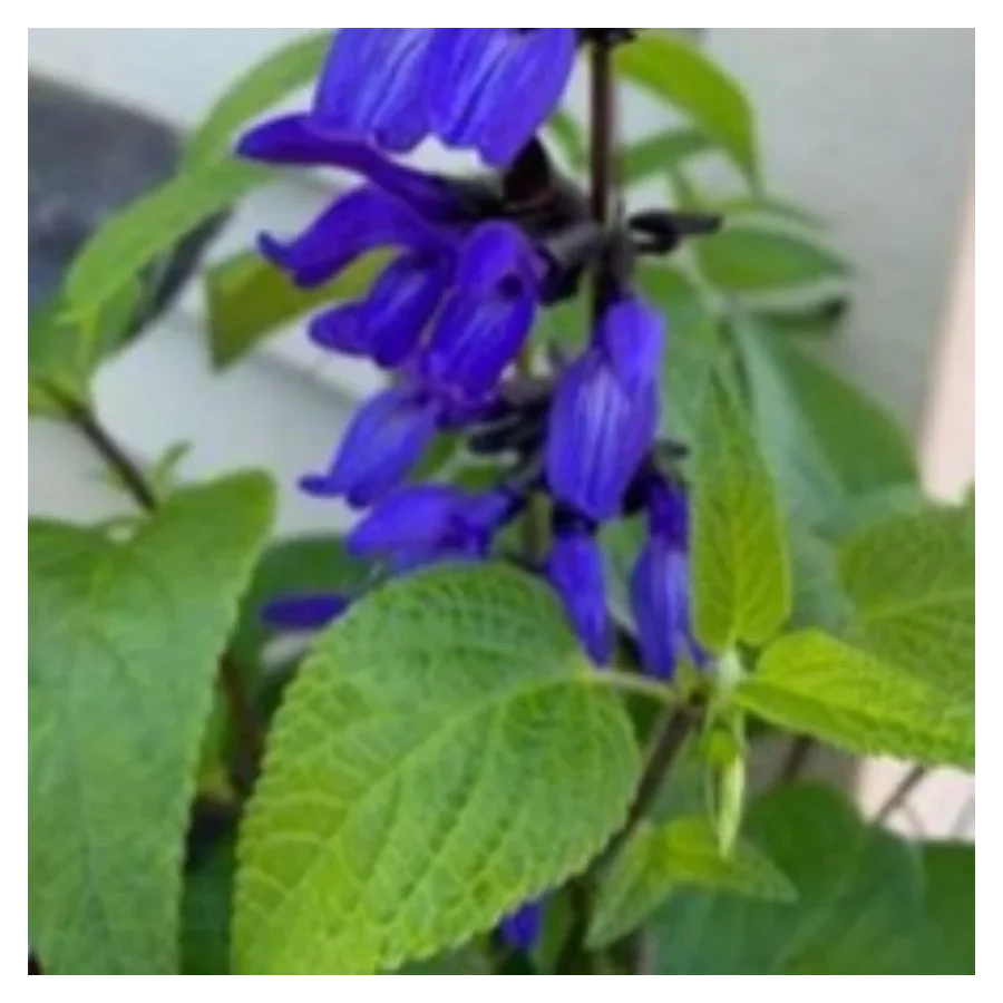 Salvia guarantica Black and Blue Szałwia