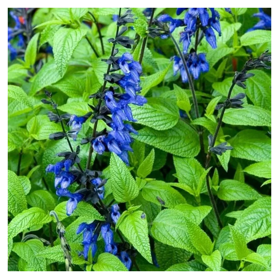 Salvia guarantica Black and Blue Szałwia