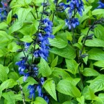Salvia guarantica Black and Blue Szałwia