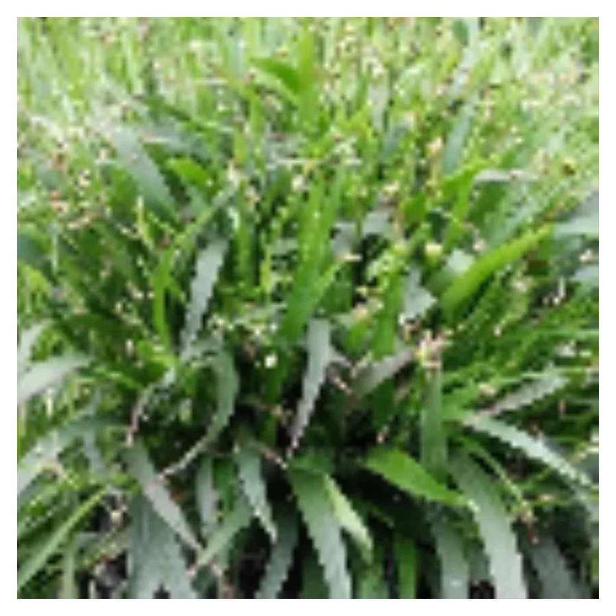 Luzula pilosa Igel Kosmatka owłosiona-Rośliny od Ogrodnika Szkółka Barcikowscy