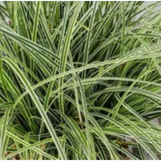 Carex brunnea Variegata Turzyca-Rośliny od Ogrodnika Szkółka Barcikowscy