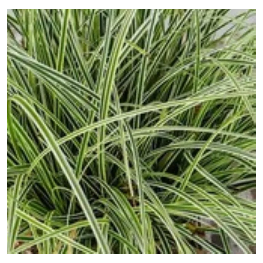 Carex brunnea Variegata Turzyca-Rośliny od Ogrodnika Szkółka Barcikowscy