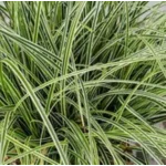 Carex brunnea Variegata Turzyca-Rośliny od Ogrodnika Szkółka Barcikowscy