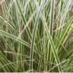 Carex brunnea Variegata Turzyca-Rośliny od Ogrodnika Szkółka Barcikowscy