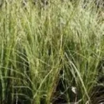 Carex brunnea Variegata Turzyca-Rośliny od Ogrodnika Szkółka Barcikowscy