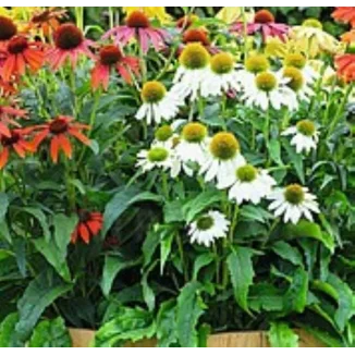 Echinacea purpurea PollyNation Mix Jeżówka- Rośliny od Ogrodnika Szkółka Barcikowscy