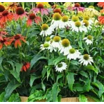 Echinacea purpurea PollyNation Mix Jeżówka- Rośliny od Ogrodnika Szkółka Barcikowscy