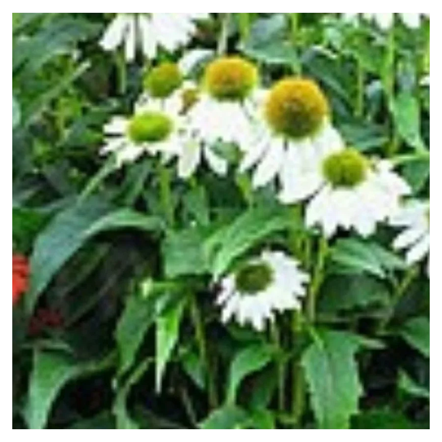 Echinacea purpurea PollyNation Mix Jeżówka- Rośliny od Ogrodnika Szkółka Barcikowscy