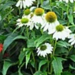Echinacea purpurea PollyNation Mix Jeżówka- Rośliny od Ogrodnika Szkółka Barcikowscy