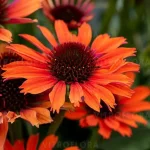 Echinacea purpurea Pearl Dark Orange-Rośliny Od Ogrodnika Szkółka Barcikowscy