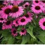 Echinacea purpurea Pearl Dark Pink Jeżówka- Rośliny Od Ogrodnika Szkółka Barcikowscy