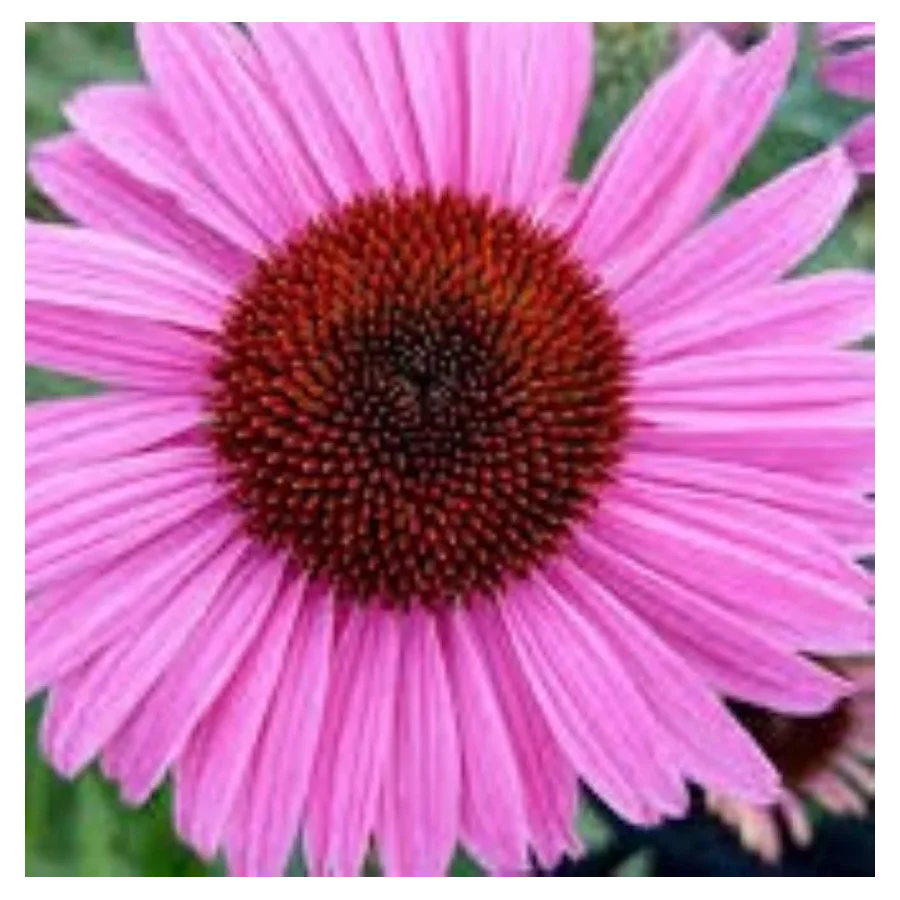 Echinacea purpurea Pearl Dark Pink Jeżówka- Rośliny Od Ogrodnika Szkółka Barcikowscy