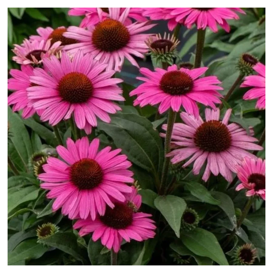 Echinacea purpurea Pearl Dark Pink Jeżówka- Rośliny Od Ogrodnika Szkółka Barcikowscy
