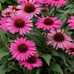 Echinacea purpurea Pearl Dark Pink Jeżówka- Rośliny Od Ogrodnika Szkółka Barcikowscy