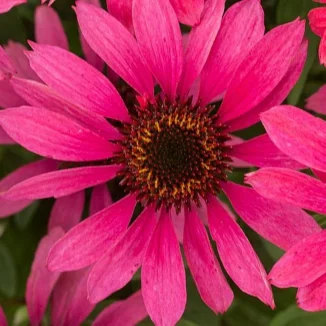 Echinacea purpurea Pearl Magenta Jeżówka- Rośliny od Ogrodnika Szkółka Barcikowscy
