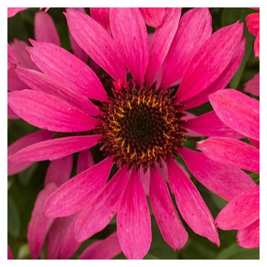 Echinacea purpurea Pearl Magenta Jeżówka- Rośliny od Ogrodnika Szkółka Barcikowscy